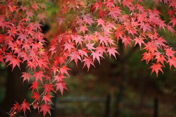 雨上がりのしっとりとした紅葉の葉