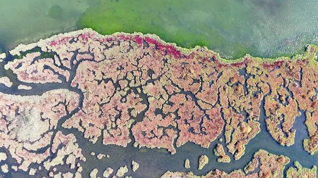 Top-down drone footage showing colorful algae formations creating natural abstract patterns on the water surface.