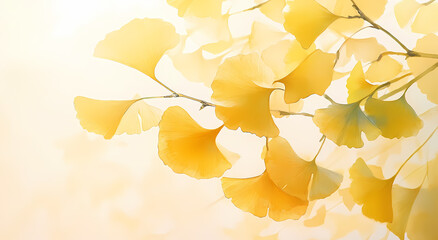 Autumnal Ginkgo Biloba Leaves in Soft Light