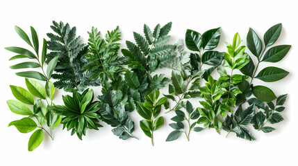 Obraz premium Assortment of Fresh Greenery