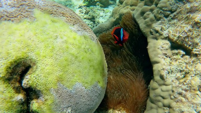 Tomato clownfish (Amphiprion frenatus) circling and defending its territory among sea anemones (heteractis magnifica) nestled among hard coral formations in Apo Island, Dauin Philippines