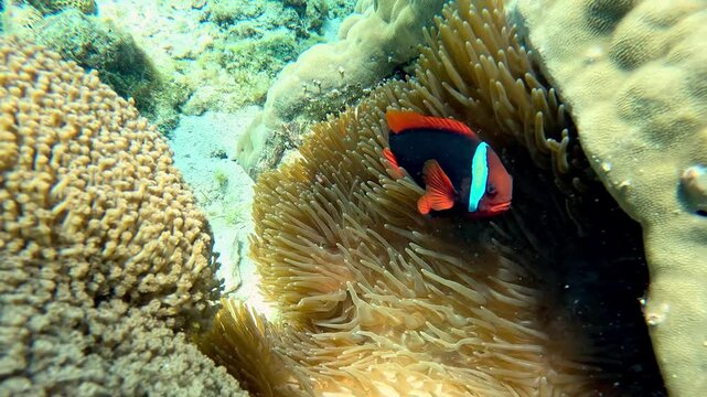Candid swimming POV towards a tomato clownfish or Amphiprion frenatus guarding a sea anemones or heteractis magnifica in a vibrant reef in Apo Island, Dauin Negros Oriental Philippines