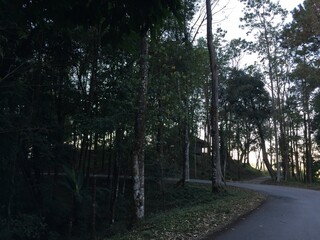 Fototapeta premium Trees Silhouetted Against Sunset