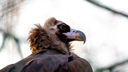 A black vulture close-up turns its head and looks around. Brown vulture. Aegipius Monk.