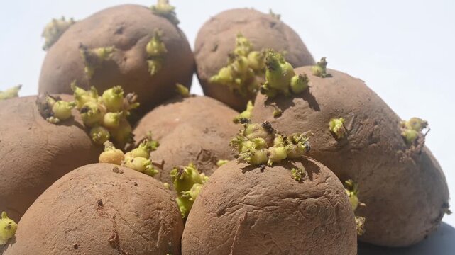 Potato sprouts, or new shoots, grow from a dormant "eye" on a potato tuber under favourable conditions, such as light, warmth, and moisture. Sprouted potatoes may have higher levels of the toxin.