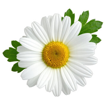 A close-up, high-contrast image of a white daisy with a yellow center and green leaves against a solid black background.