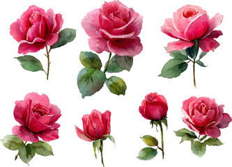 set of pink roses vector