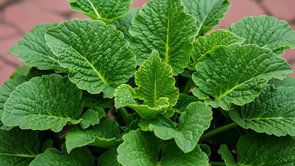 Close-up of Vibrant Green Textured Plant Leaves foliage