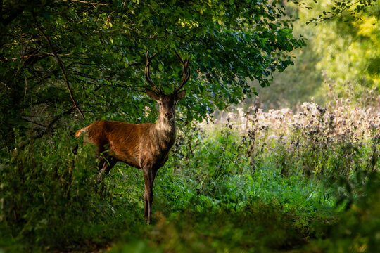 Samiec jelenia przechodzący w swoim naturalnym środowisku. Dzika przyroda w zaroślach