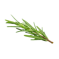 Fototapeta premium Fresh rosemary sprig isolated on transparent background.