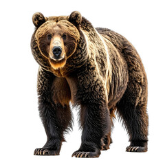 Fototapeta premium A majestic grizzly bear stands powerfully against a stark black background.
