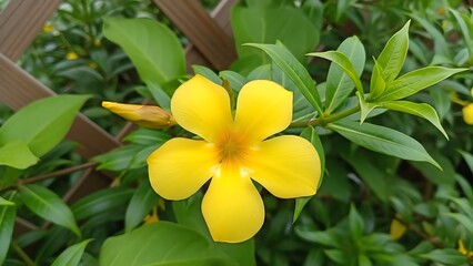 Yellow Allamanda Flower with Green Leaves and Bud bloom blossom
