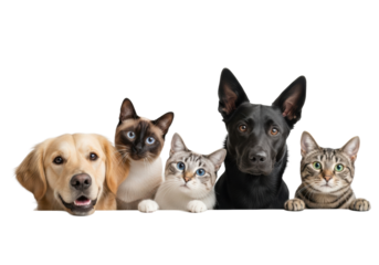 Four diverse pets: Golden Retriever, Labrador, Siamese, Tabby cat, peeking over light surface, transparent studio background, high-key, sharp focus, joyful companionship concept.