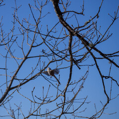 Long-tailed tit (Aegithalos caudatus) in flight between bare tree branches and blue sky