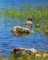 Clear blue mountain lake with wild ducks resting among the submerged shoreline grass