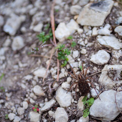Wolf spider (Lycosidae) carrying dozens of spiderlings on its back on rocky ground