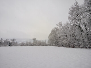Vast, clean snow field against tree line and muted winter sky, Chartreuse