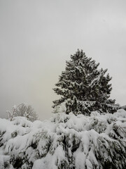 Snow covered evergreen tree rising above deep snow drifts, neutral sky