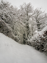 Untrodden path disappearing into a serene, snow-covered winter forest