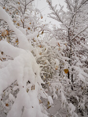 Dense thicket of branches covered in heavy, fresh snow during early winter