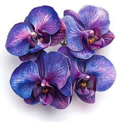 Four deep purple and blue orchids with detailed veins on a photo white background flower
