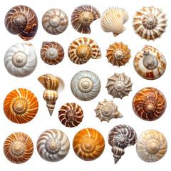 A collection of various spiral and ridged seashells displayed against a black background.