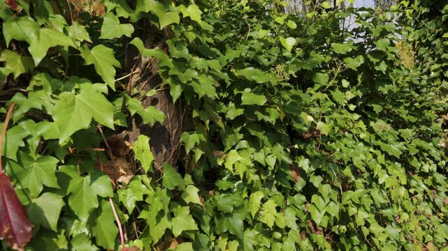 Close-up of Ivy Vines Growing on a Wall