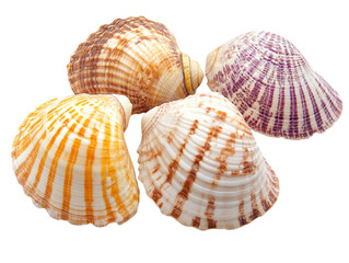 Fototapeta premium A collection of four colorful seashells with distinct ribbed patterns on a black background