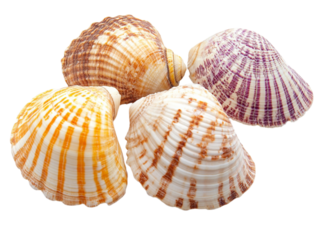 A collection of four colorful seashells with distinct ribbed patterns on a black background