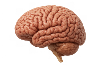 Human brain on transparent background representing intelligence, learning, memory, and cognitive science concepts