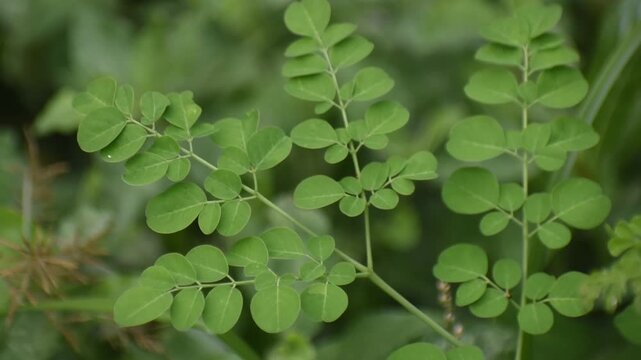 Fresh moringa leaves Moringa oleifera closeup with vibrant green foliage for healthy nutrition.