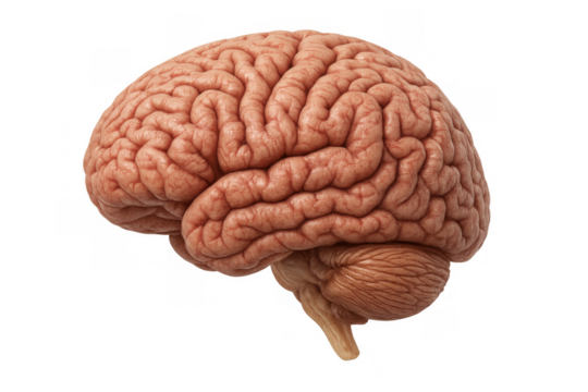 Human brain on transparent background representing intelligence, learning, memory, and cognitive science concepts