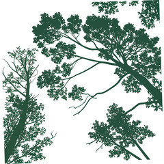 Looking up through dark green tree branches and leaves against a bright white sky background
