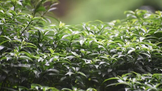 Crape jasmine leaves Tabernaemontana divaricata captured in panning motion for garden decor.
