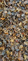 Wet autumn leaves texture on the ground