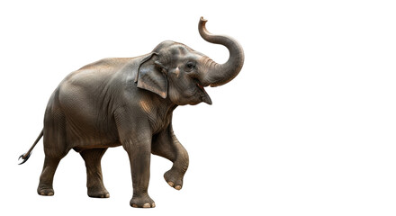 Obraz premium Adult Asian elephant with textured grey skin mid-stride, trunk curled trumpeting joyfully, isolated on a transparent studio background with copy space. Concept of triumph and breakthrough