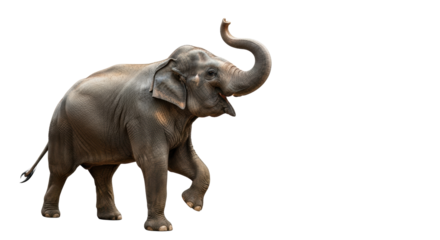 Adult Asian elephant with textured grey skin mid-stride, trunk curled trumpeting joyfully, isolated on a transparent studio background with copy space. Concept of triumph and breakthrough