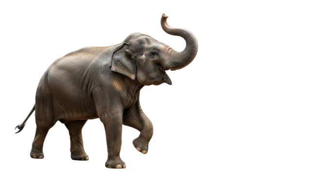 Adult Asian elephant with textured grey skin mid-stride, trunk curled trumpeting joyfully, isolated on a transparent studio background with copy space. Concept of triumph and breakthrough