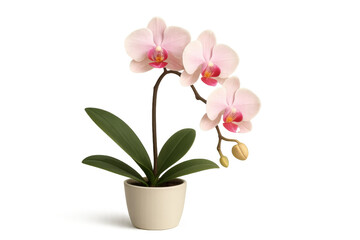 Pink moth orchid plant in white pot blooming, creating a delicate decorative floral element, transparent background
