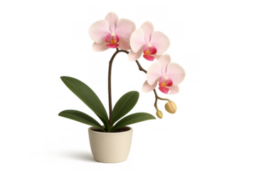 Pink moth orchid plant in white pot blooming, creating a delicate decorative floral element, transparent background