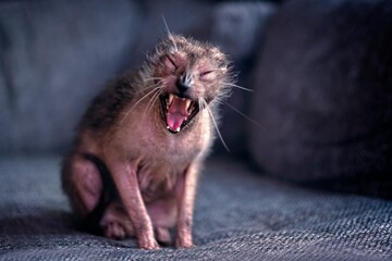 Funny Lykoi cat yawning on sofa at home. Horizontal image with selective focus.