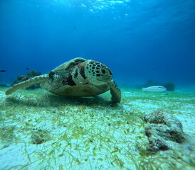 A close-up underwater photo of a green sea turtle resting on the sandy seafloor near coral reefs. Captured while scuba diving, showcasing marine life and ocean wildlife.