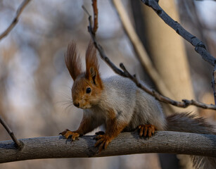 A curious squirrel perches on a thin branch, looking around the tranquil forest. Sunlight filters through the trees, highlighting its soft fur and expressive ears.