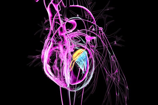 Mitral valve, 3D illustration showing the heart with the mitral valve highlighted to demonstrate its anatomical position.