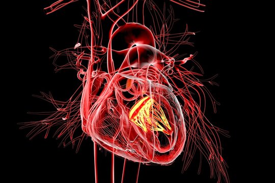 Mitral valve, 3D illustration showing the heart with the mitral valve highlighted to demonstrate its anatomical position.
