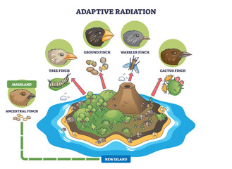 Adaptive radiation brief outline shows finches diversifying on a new island, beaks, island habitat, and arrows depict niche evolution. Outline diagram