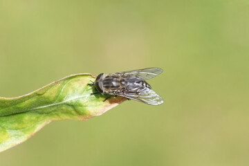 Close up female Large marsh horsefly (Tabanus autumnalis). Family Horse-flies, gadflies (Tabanidae). On a leaf. Dutch garden, June