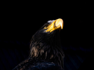 A close-up portrait of Haliaeetus pelagicus against a dark background. Detailed feathers and sharp expression create a dramatic and striking wildlife image.