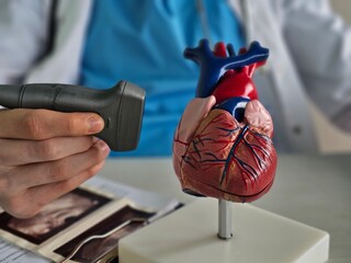 A doctor examines a detailed model of the heart while viewing ultrasound images concept