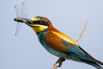 lilac breasted roller